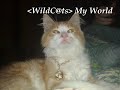 My WildC@ts