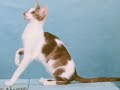CATTYCATS Cattery CATTYCATS Cattery