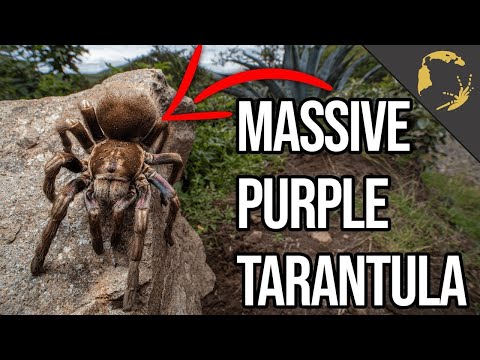 YouTube reptile video