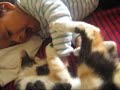 pelea con gato 2