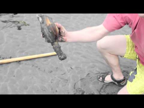 how to harvest geoduck