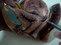 Female Reproductive Female Reproductive
