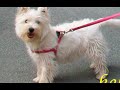 mi fido di te