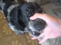 Dubstep Dog!
