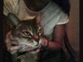 Blueberry the Disgruntled Abyssinian