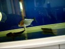 PIRANHA manueli PIRANHA manueli