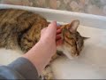 おもしろ猫動画