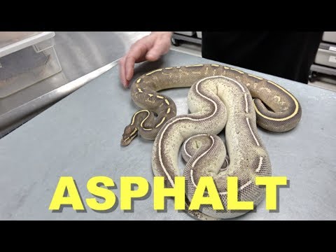 YouTube reptile video