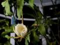 NIght Blooming Cereus