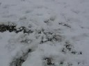 White & Black pulik running in Snow White & Black pulik running in Snow