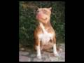 CANIL SRK --MATRIZES