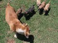 Buldogue Campeiro Buldogue Campeiro