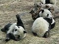 Panda fighting