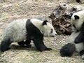 Panda fighting