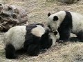Panda fighting