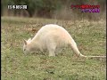 White Animals Mystery White Animals Mystery