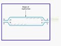Replicación en Eucariontes
