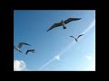 Seagulls and Sharks Seagulls and Sharks