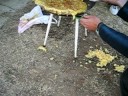 Tortillaca