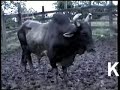 bucking bulls / bull riding   nicaragua  sn pedro chontales 