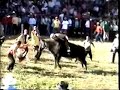 Bucking bulls / Bull Riding - Nicaragua (Sn Pedro Chontales) Bucking bulls / Bull Riding - Nicaragua (Sn Pedro Chontales)