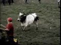 bucking bulls / bull riding   nicaragua  sn pedro chontales 