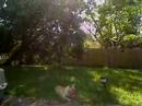 My Dog Chile Playing in the hot backyard in Orlando Fl