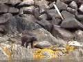 black bear at herring cove