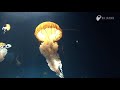 クラゲの毒針発射の瞬間 - Sting of the jellyfish クラゲ