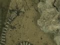 ???? ?????? satel ret snake eats a geko & mause
