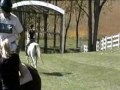 Grey Saddlebred  - Scotty