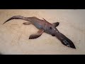 Unexplained Creatures.