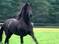 Sipke 450 (Teade 392 x Ulke 338) is owned by Vanderploeg Friesians in Ithaca, Michigan. He became approved in 2009 and his first breeding season he bred over 100 mares in the US. He has an excellent walk and canter (which he does alot of in this video!) His trot is fabulous too, he just didn't do alot of it this day I did video- so we will have to get more trotting next time! I look forward to the next time! Sipke 450 is standing at the Friesian Connection in Dorr, Michigan. For more information about this incredible approved Friesian stallion please visit www.vdpfriesians.com