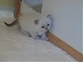 Ice (Selkirk Rex Straight Baby)
