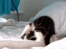 Mouse attack