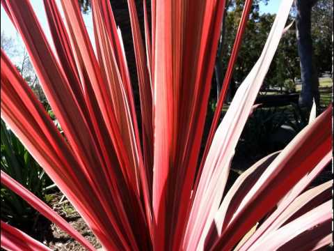 how to care for cordyline australis