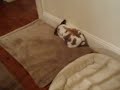 11/18/2008 The Pets at Night!  4057