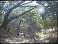 Tree Strike - Madrone Trail Canyon Lake, TX