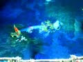 DOTA Reyn VS WElsey noob DOTA Reyn VS WElsey noob
