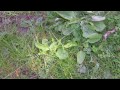 Click here to watch this video Lines through the grass _ AP Rodrigues