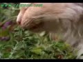 Cats on Drugs !!!!