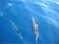 Delfines en el Atl�ntico 2