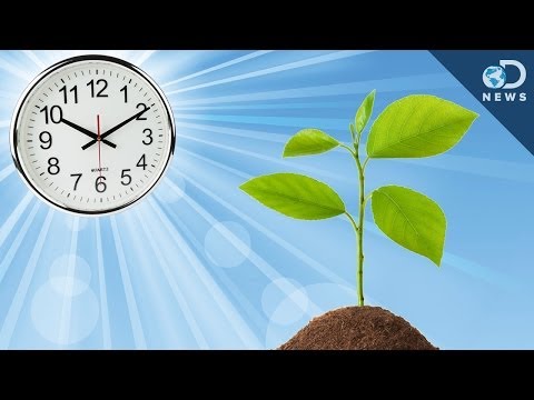 How Plants Tell Time