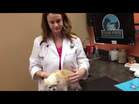 Why yearly checkups are important for your pets