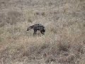 Hyaena family