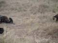 Hyaena family 