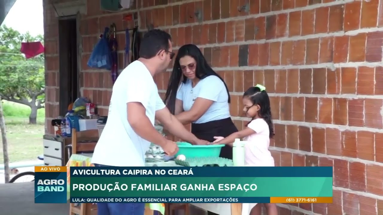 Criação de galinha caipira transforma renda no Ceará