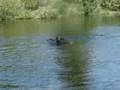 buddy boy likes to swim