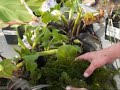 Building a Watergarden Koi Pond Part III Take 1