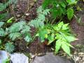 videos de Sleeping Plant